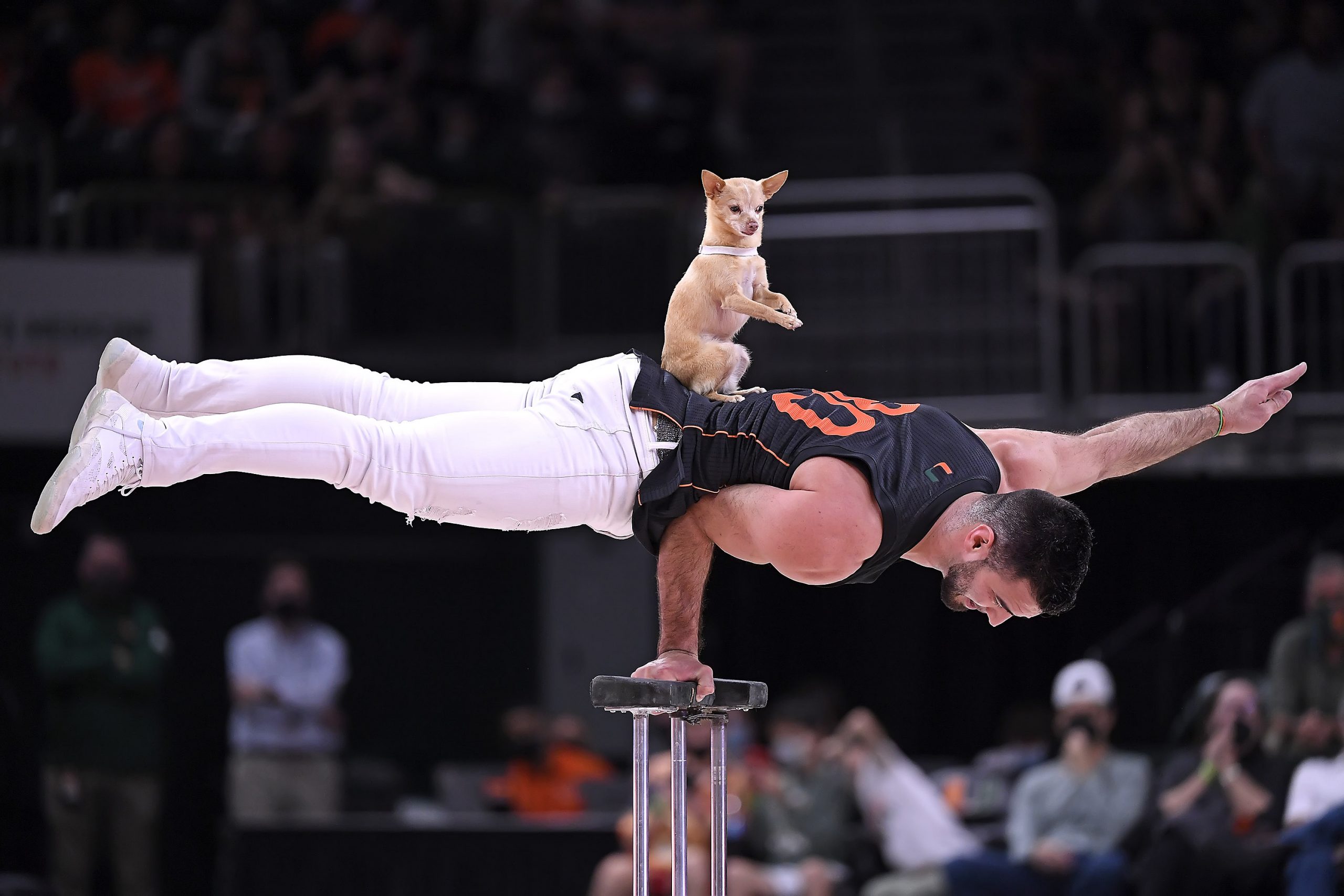 CORAL GABLES, FL - FEBRUARY 02: Christian and Scooby, a Chihuahua that can walk while balancing on basketballs, entertain the crowd at the half as the University of Miami Hurricanes faced the Notre Dame University Fighting Irish on February 2, 2022, at the Watsco Center in Coral Gables, Florida. (Photo by Samuel Lewis/Icon Sportswire) (Icon Sportswire via AP Images)