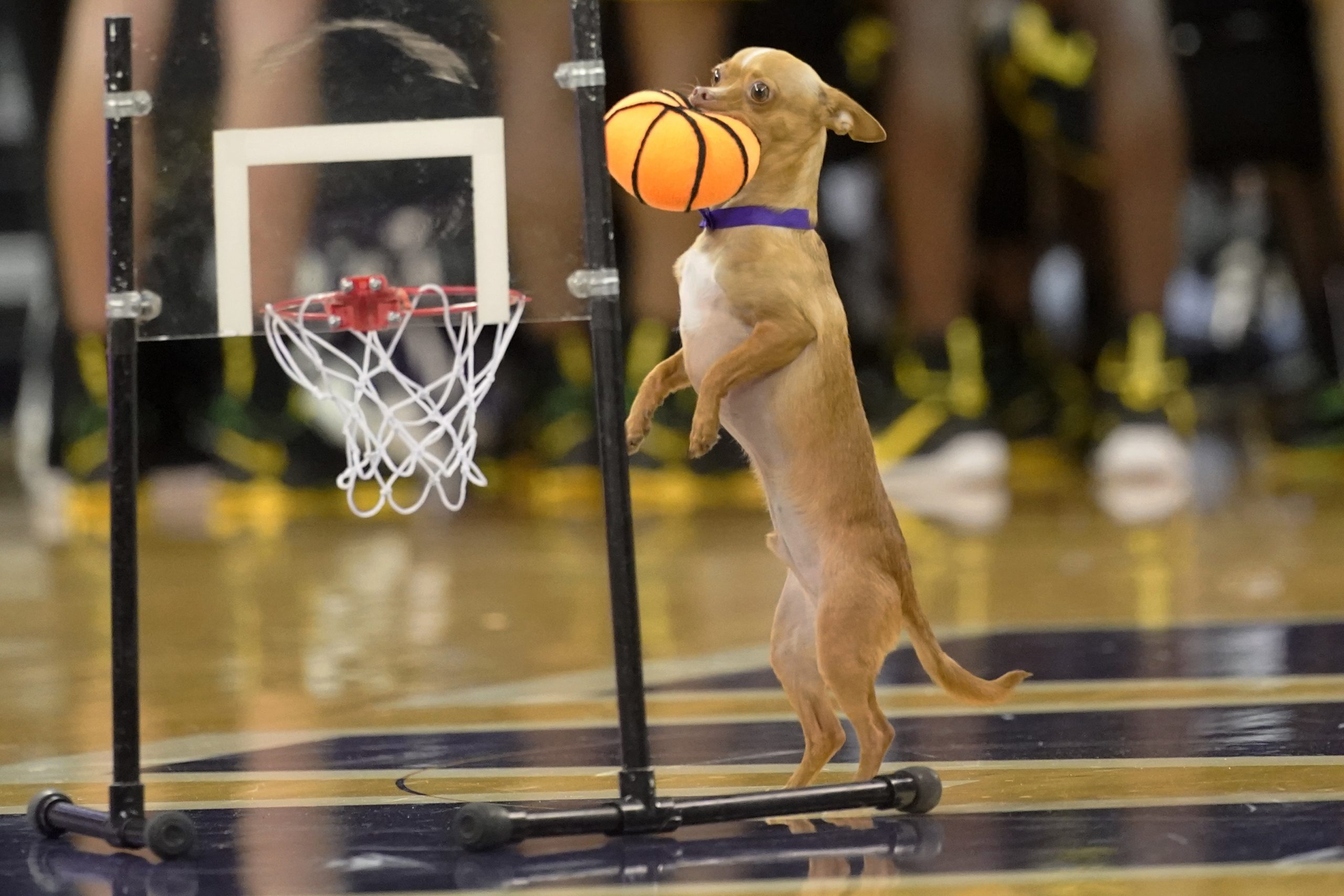 A Chihuahua makes a basket during a break in the action in the second half of an NCAA college basketball game between Washington and Oregon,