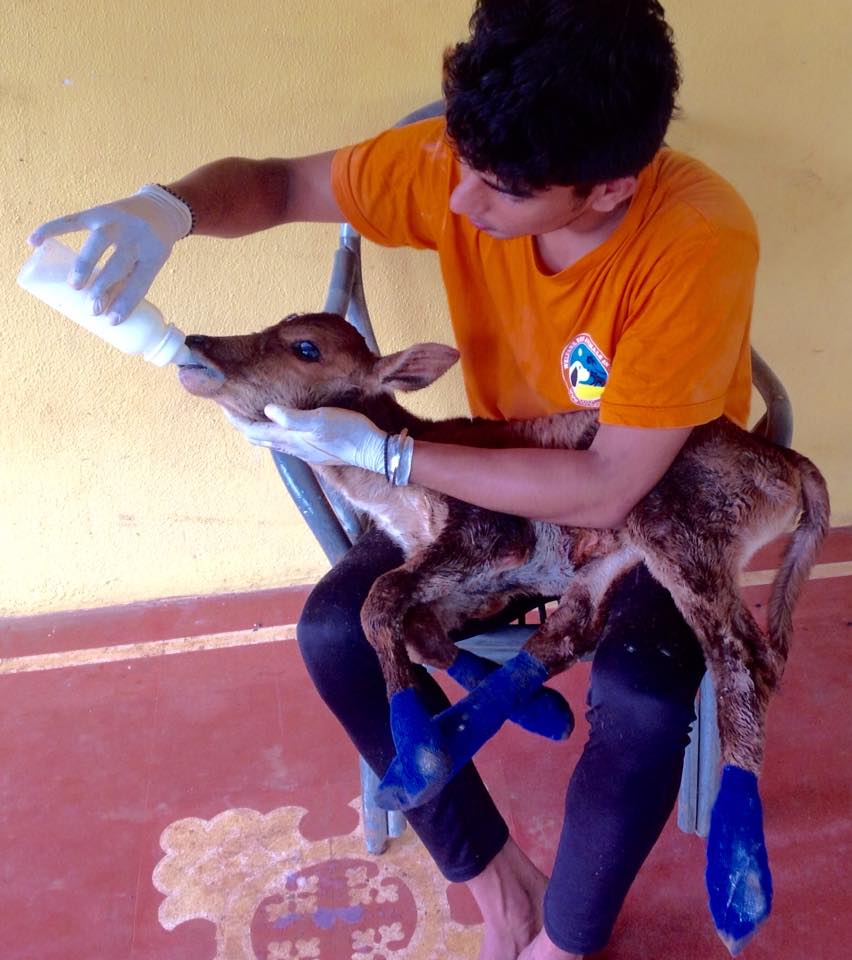 An employee of WAG_Krishna Murrai_Nurturing a calf back to life.  Photo Courtesy of: Atul Sarin/Facebook.cm/wag.india