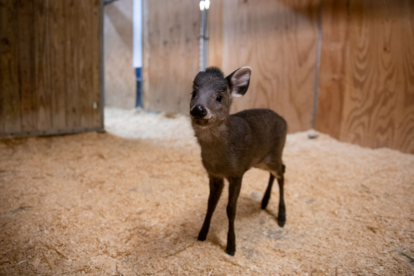 Tufted Deer Fawn