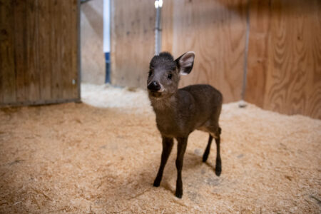 Tufted Deer Fawn