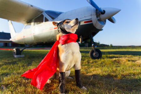These Pilots Have the Job of Rescuing Dogs