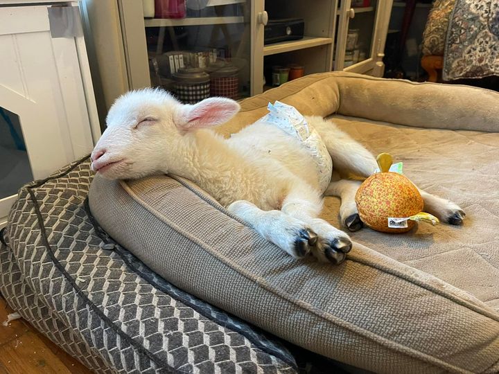 Bradley, the blind baby lamb. Courtesy of Laurie Zaleski/Facebook.com/ Funny Farm Rescue